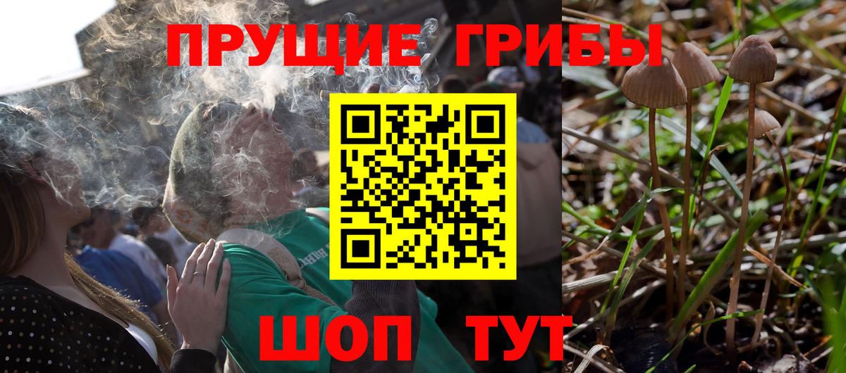Псилоцибиновые грибы Psilocybe Богородицк